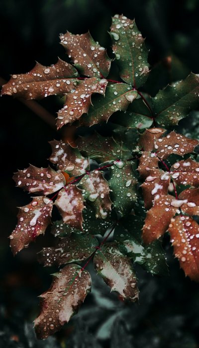 Planta Uvas de oregón, en un día de lluvia