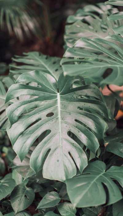 Planta Monstera deliciosa mojada