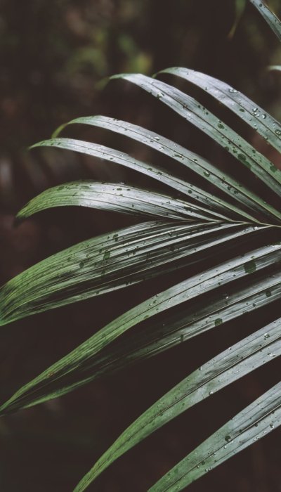 Planta Kentia en primer plano en un día lluvioso