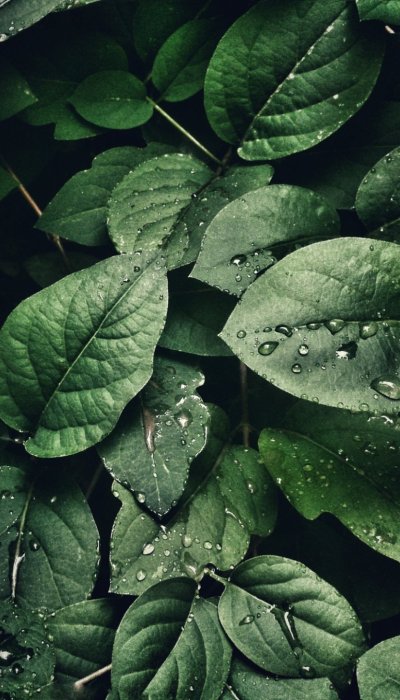 Planta hiedra morada mojada por la lluvia