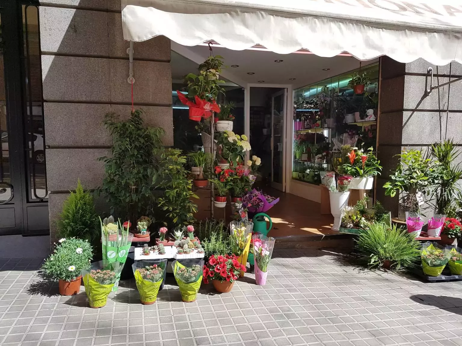 Flores y Plantas Mariona