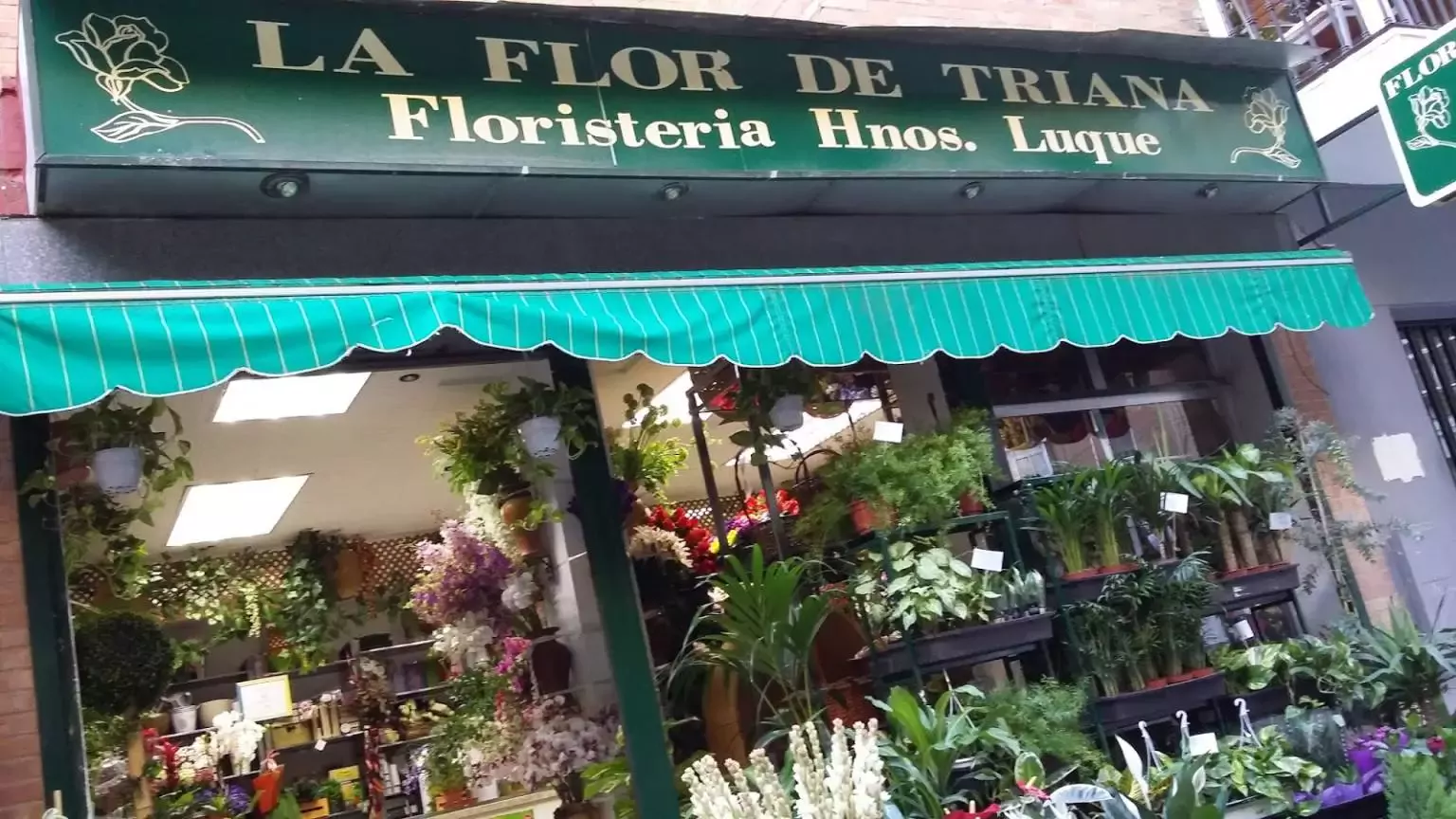 La Flor de Triana Hnos Luque