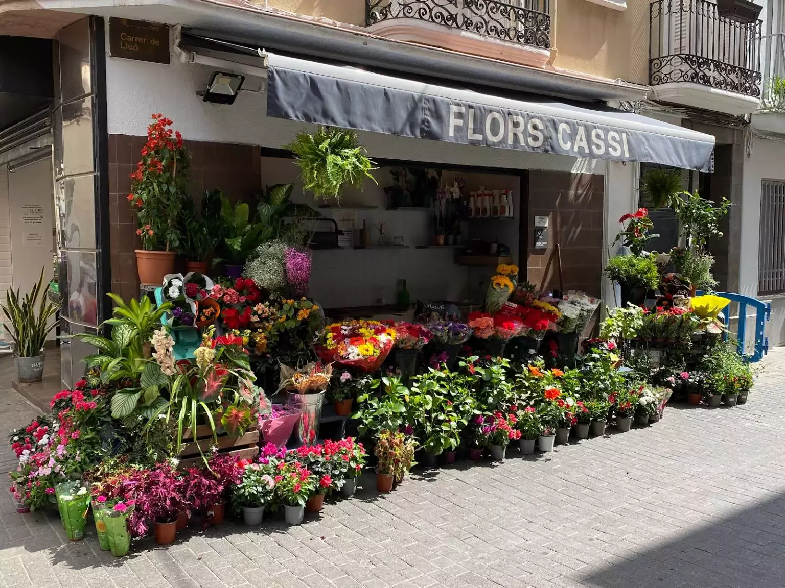 CASSI Flores y Plantas