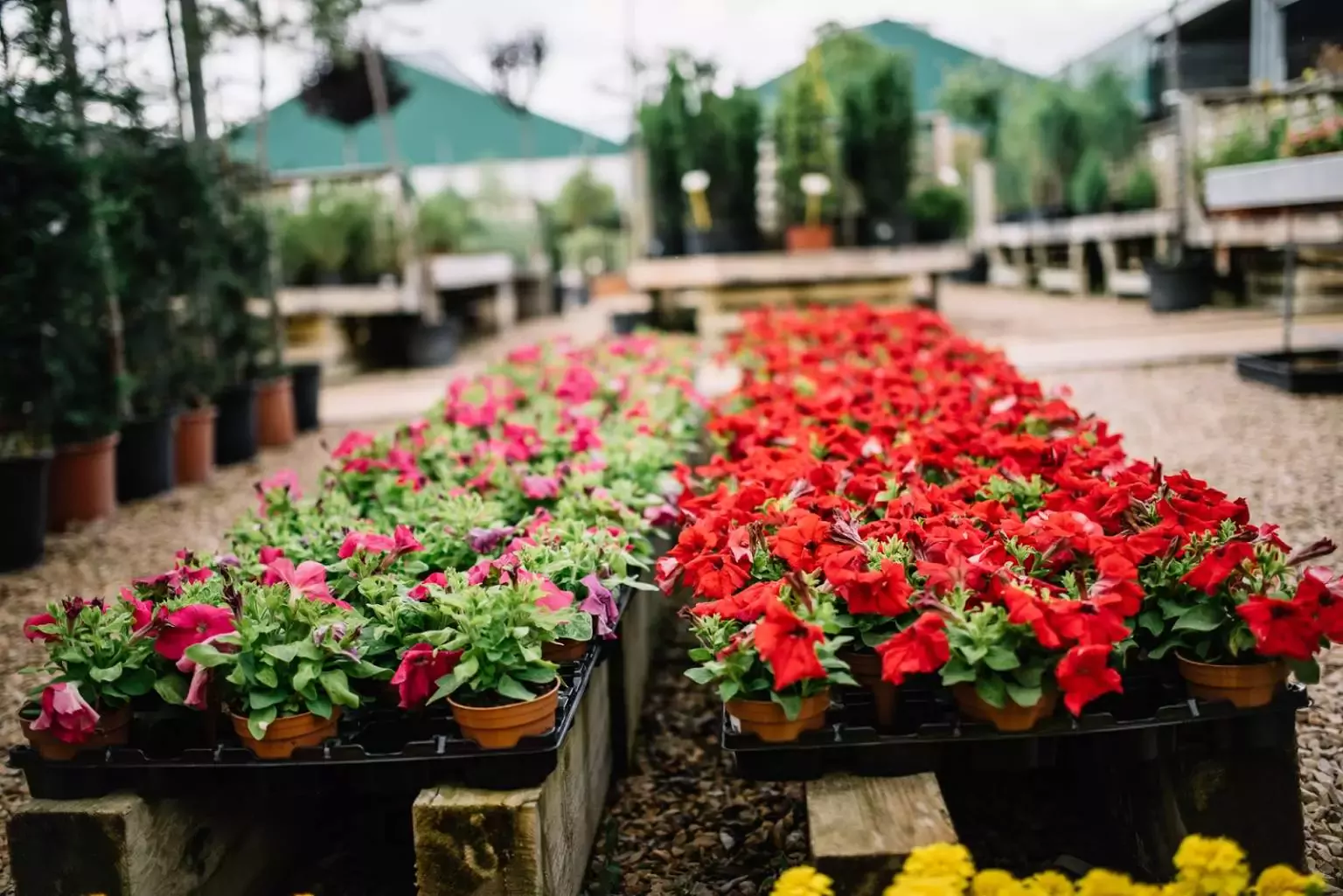 Viveros La Mezquita Veterinario Jardinería y Floristería