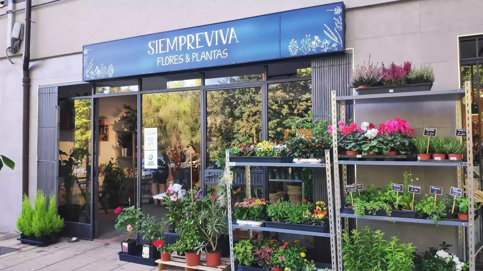 Siempreviva flores y plantas