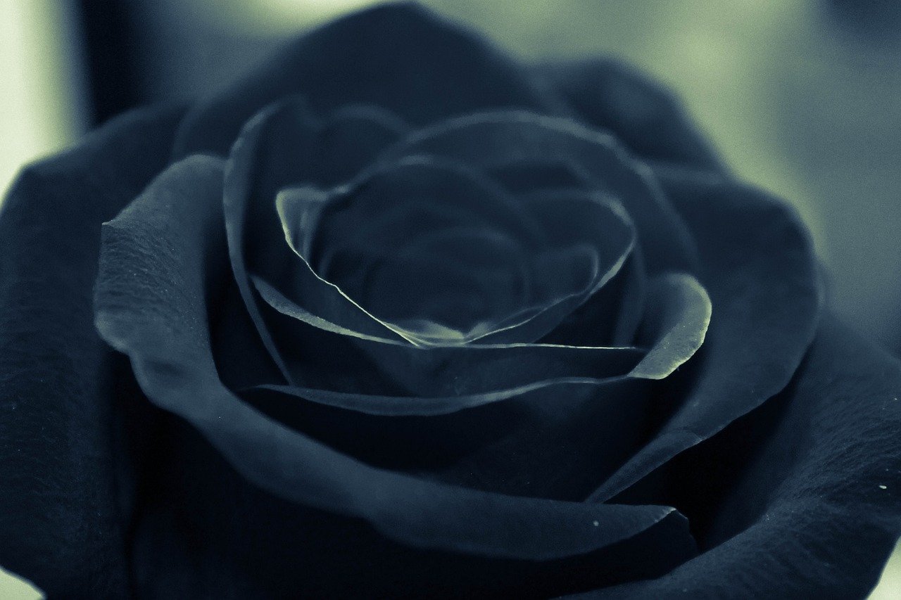 El misterioso significado de las rosas negras - Tusfloristas.com