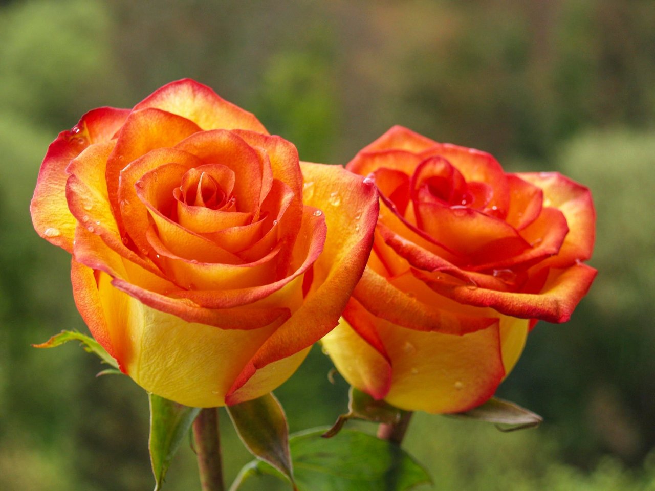 ¿Cuál es la diferencia entre las rosas naranjas y las rosas rojas?