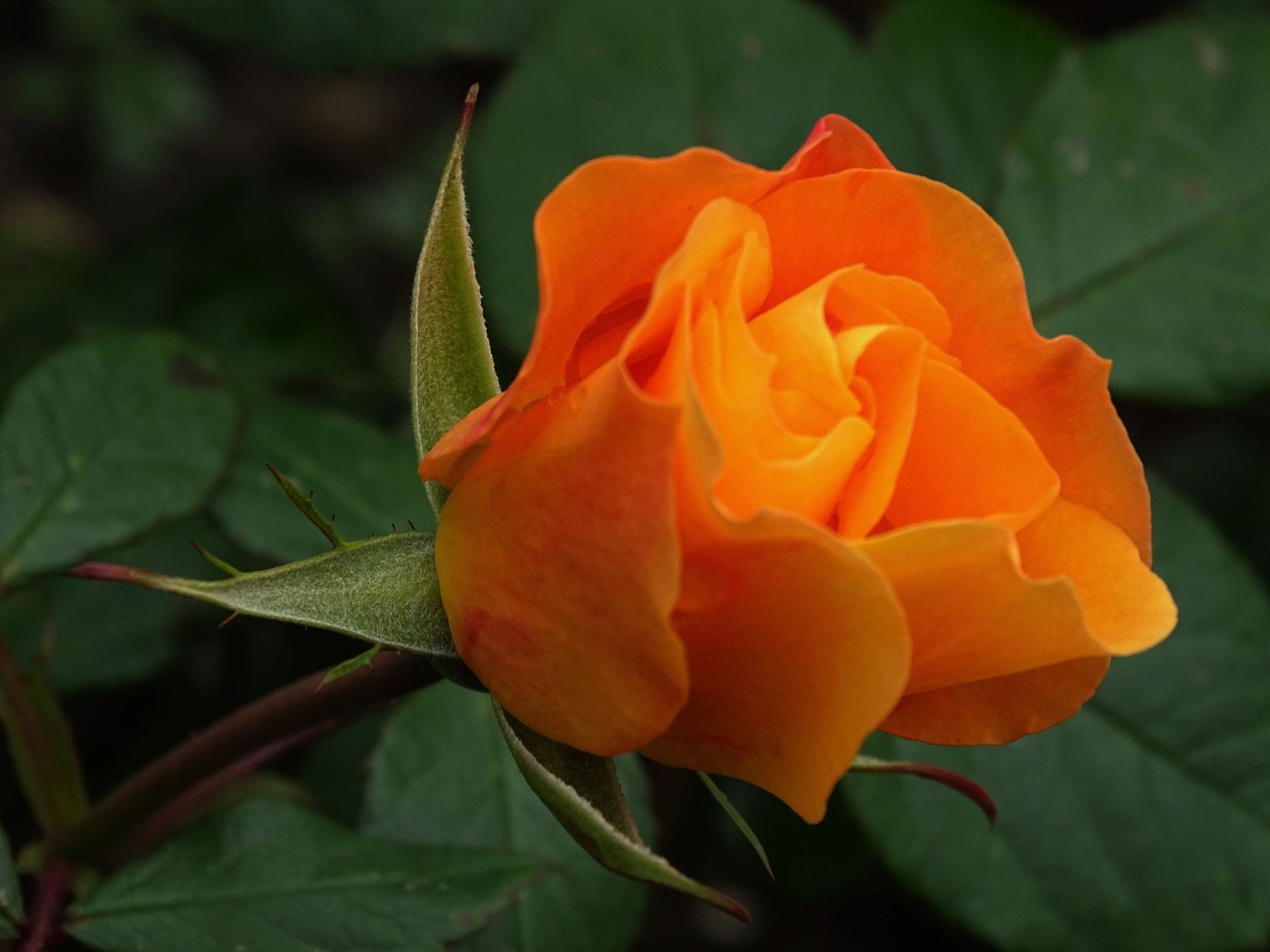 ¿Cuál es la duración promedio de las rosas naranjas?