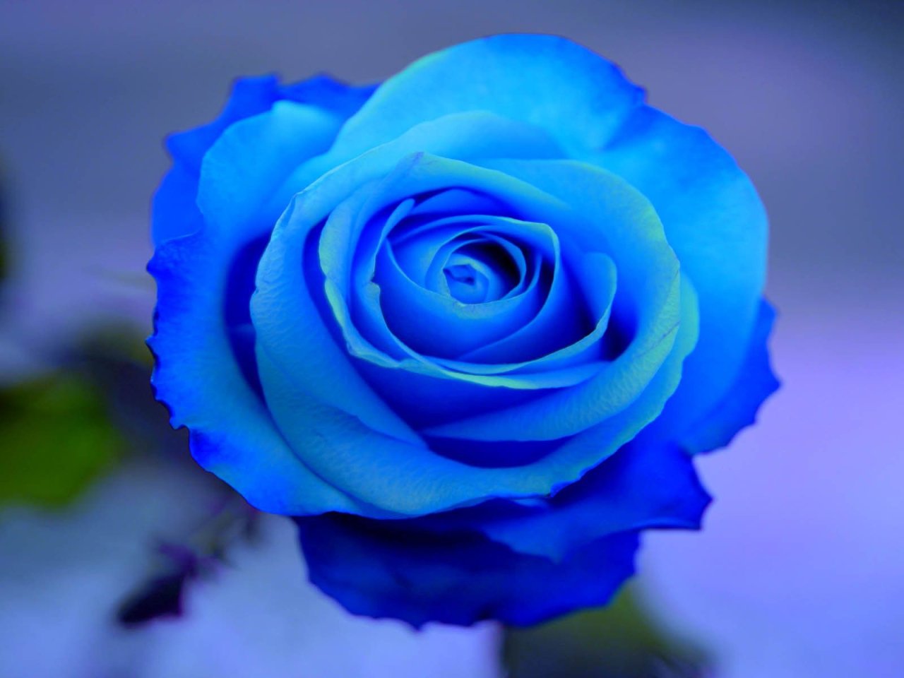 El origen de las rosas azules