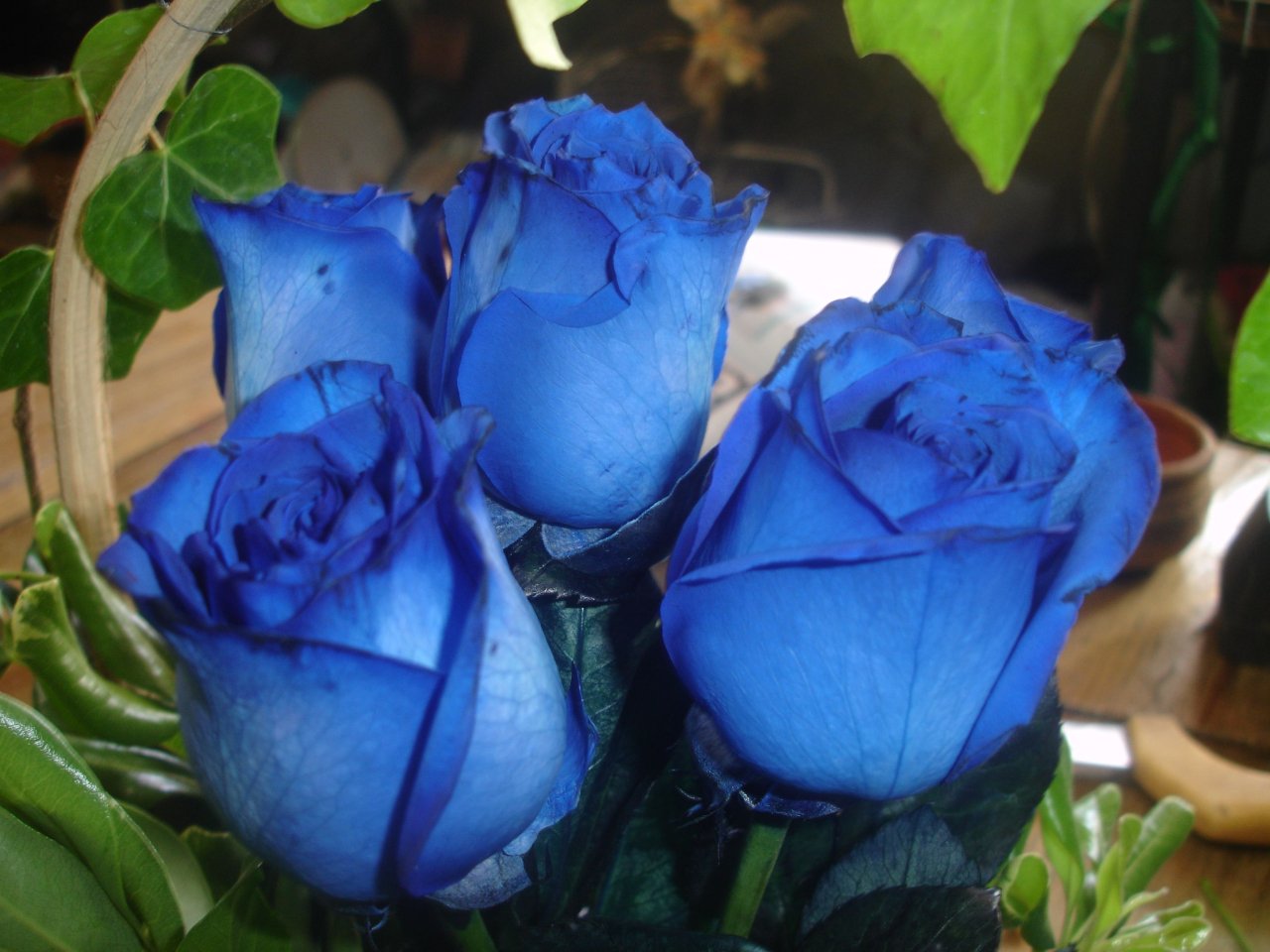 ¿El significado de las rosas azules es diferente al de otras rosas?