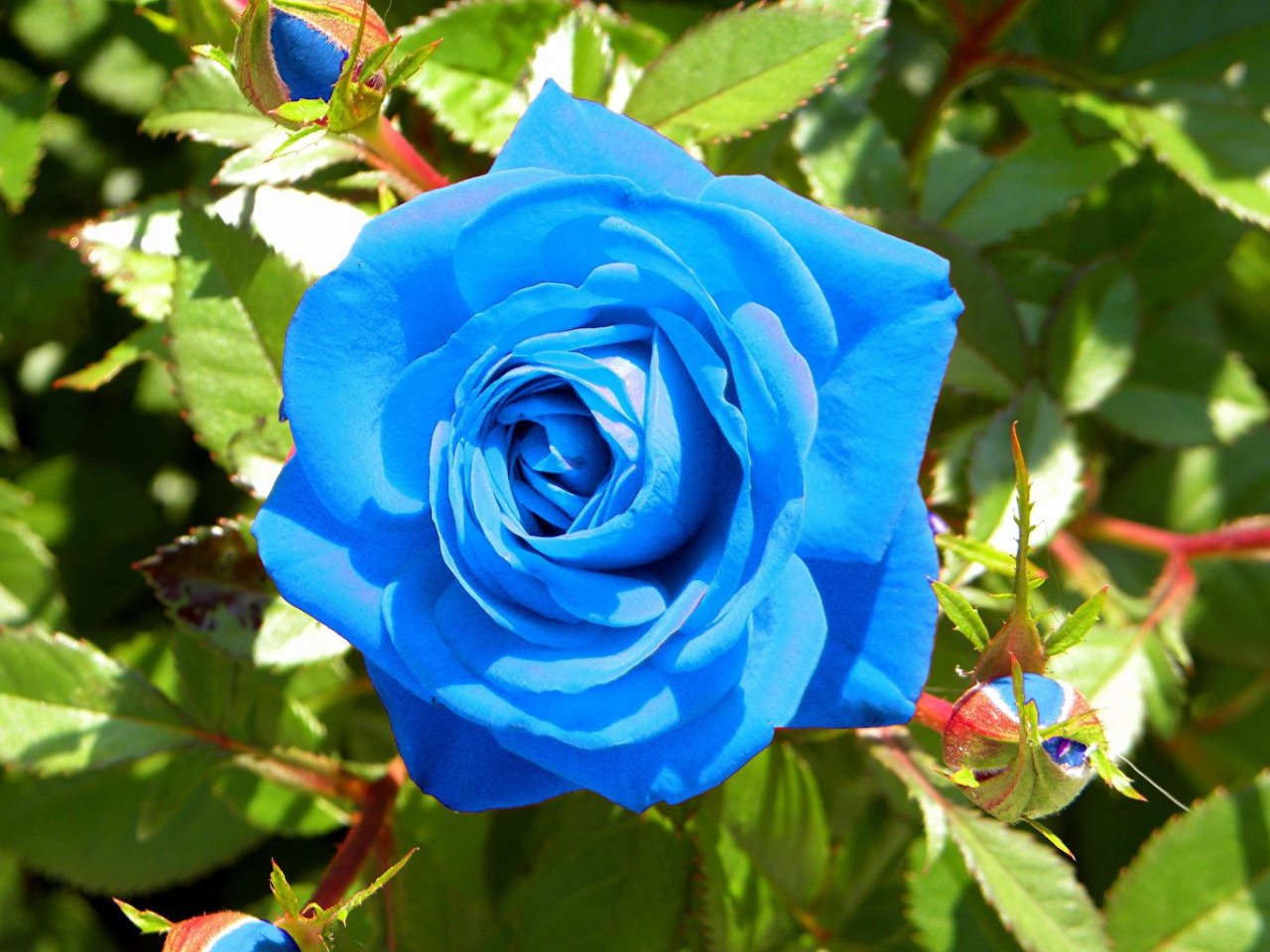 ¿Las rosas azules son duraderas?