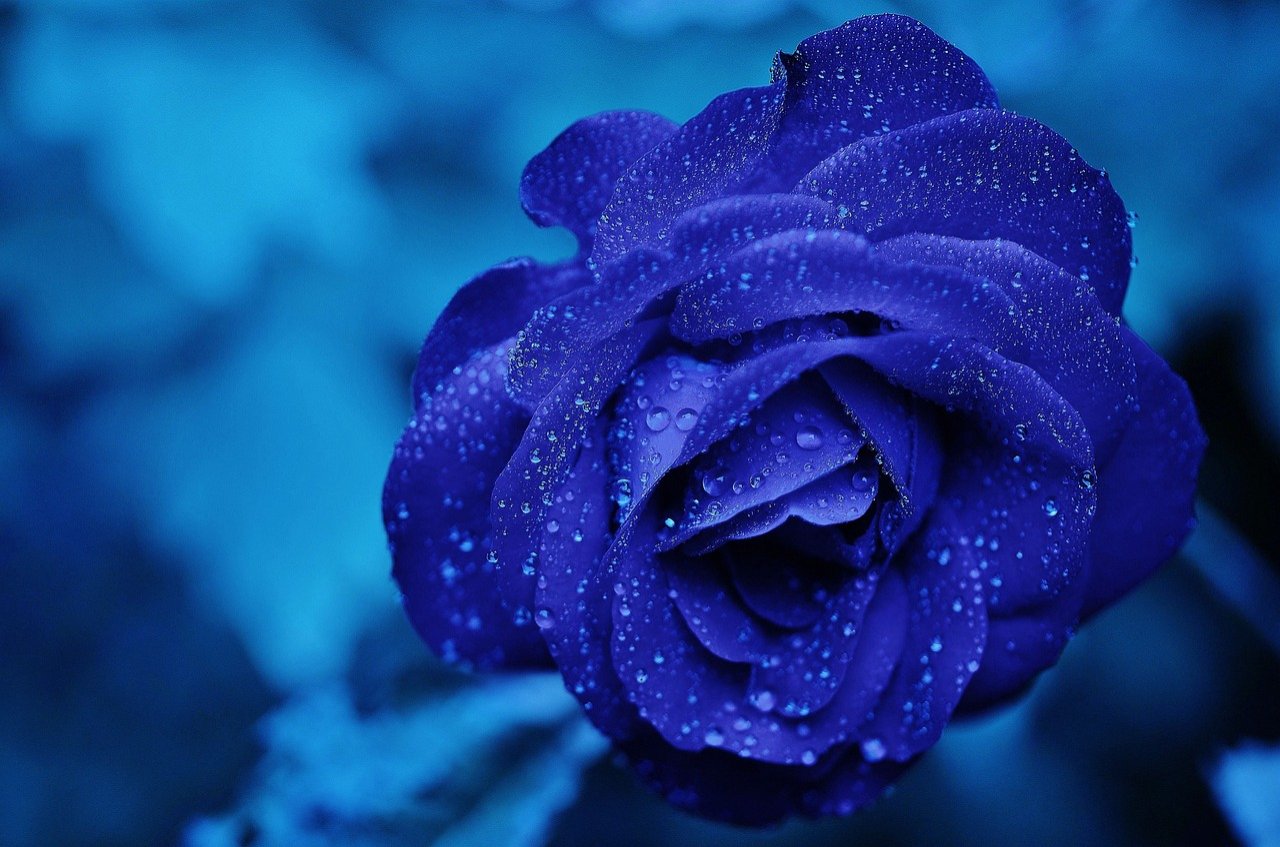 El misterioso significado de las rosas azules