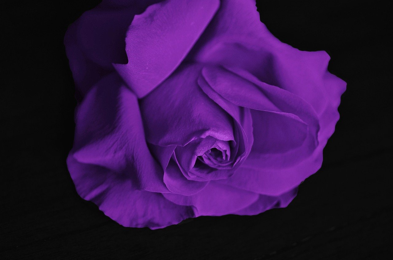 El significado misterioso de la rosa violeta