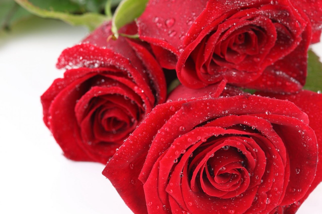 La rosa negra: significado de una flor muy misteriosa - Floristería Morris