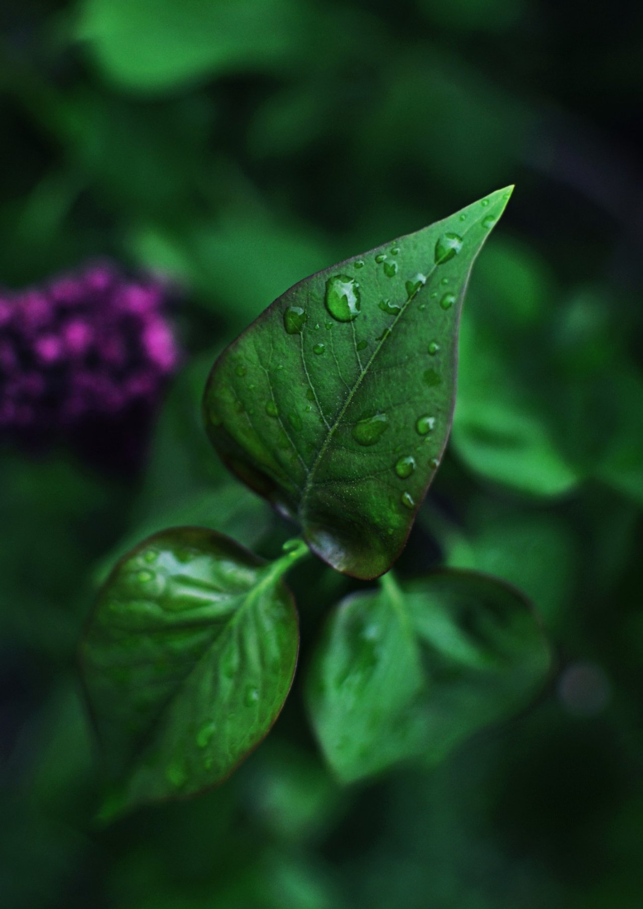 Descarga gratis fondo de pantalla para móvil de hojas de plantas