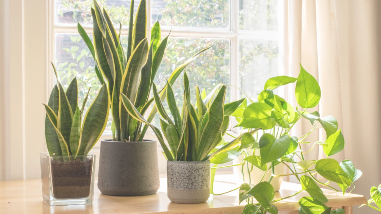12 plantas que debes tener para purificar el ambiente en tu hogar
