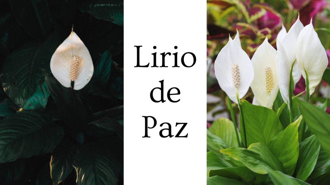 Lirio De Paz Para Limpiar Aire Tu Casa