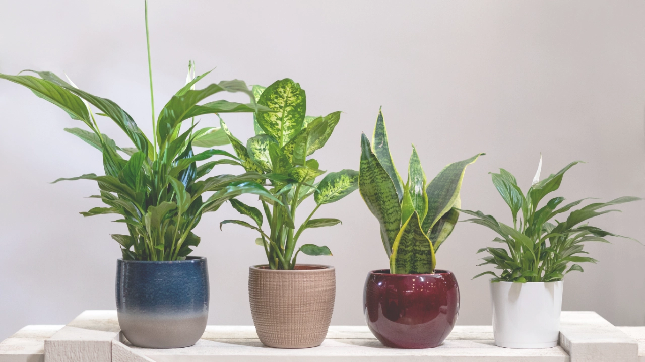 Sansevieria Para Limpiar Aire Tu Casa