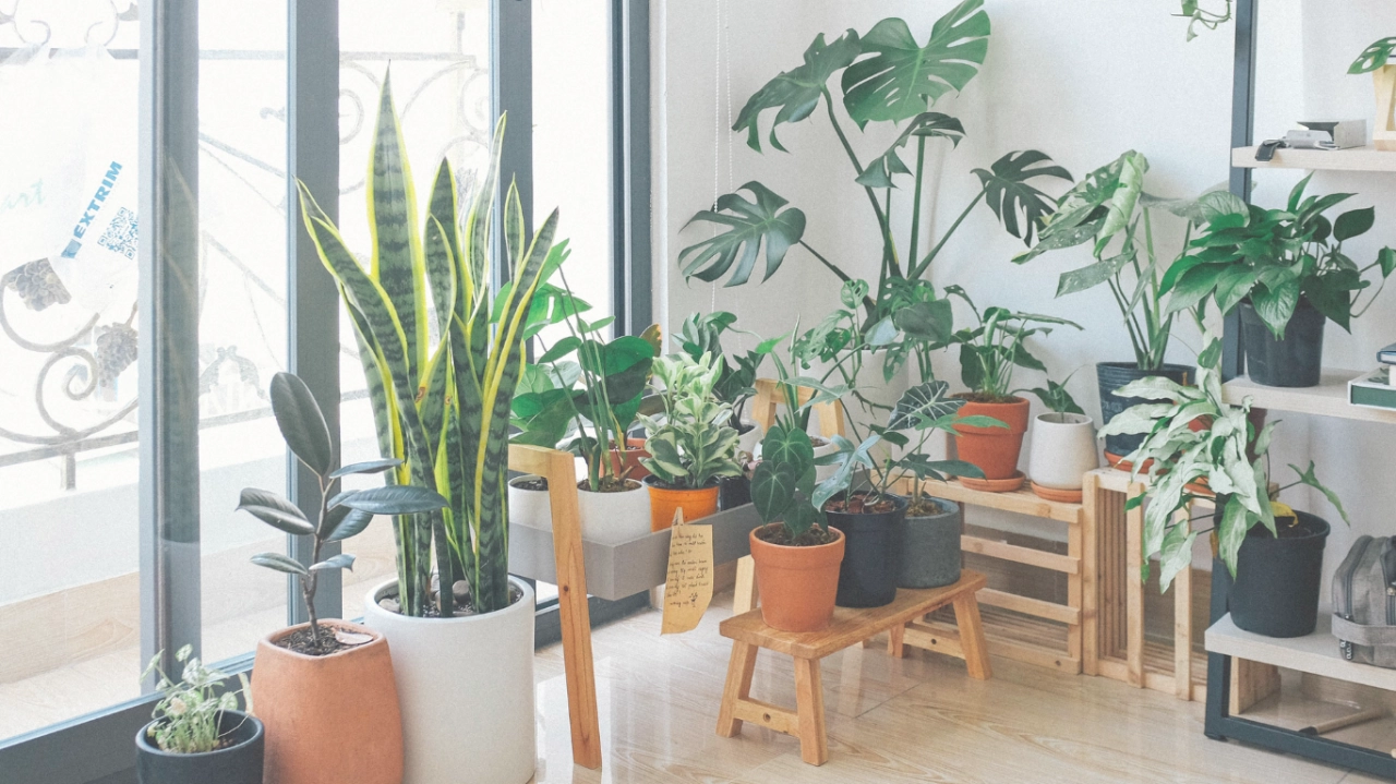 Plantas De Interior Para Limpiar Aire Tu Casa