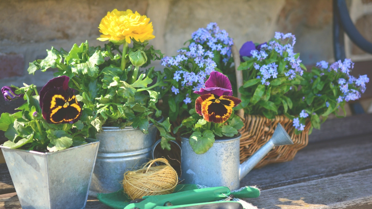 Plantas Que Florecen En Otonyo Para Tu Casa