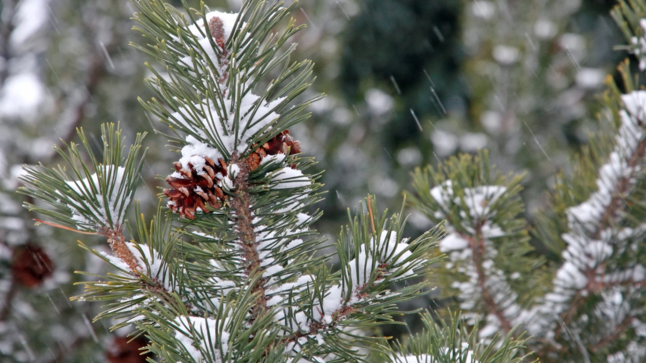 Como Elegir Arbol De Navidad Natural Perfecto