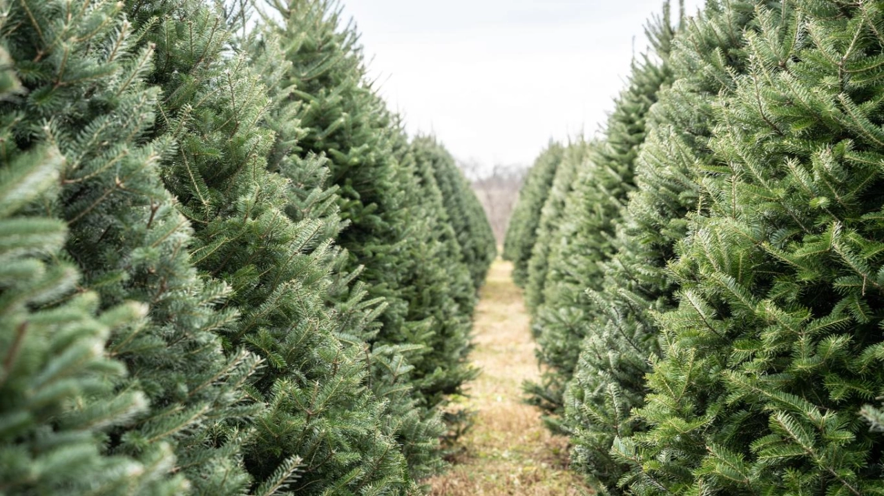 Consejos para elegir el mejor árbol de navidad natural