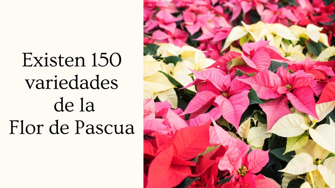 Cuidados De La Flor De Pascua
