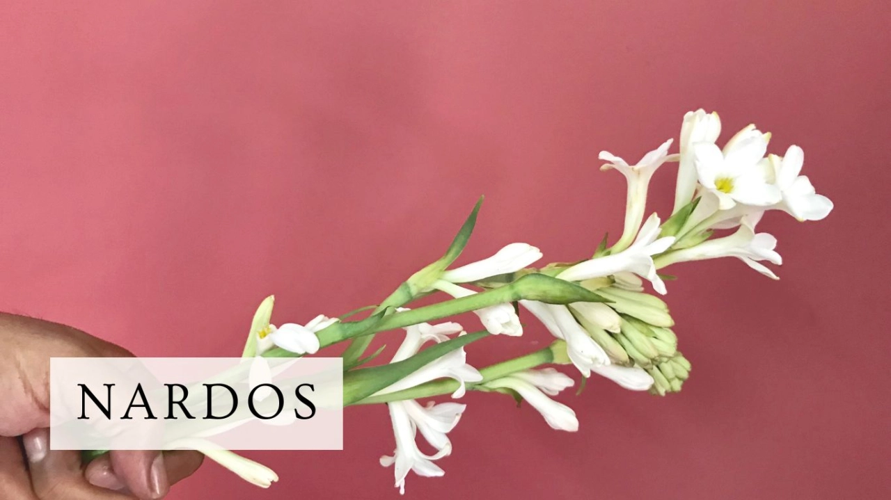Nardos Significado