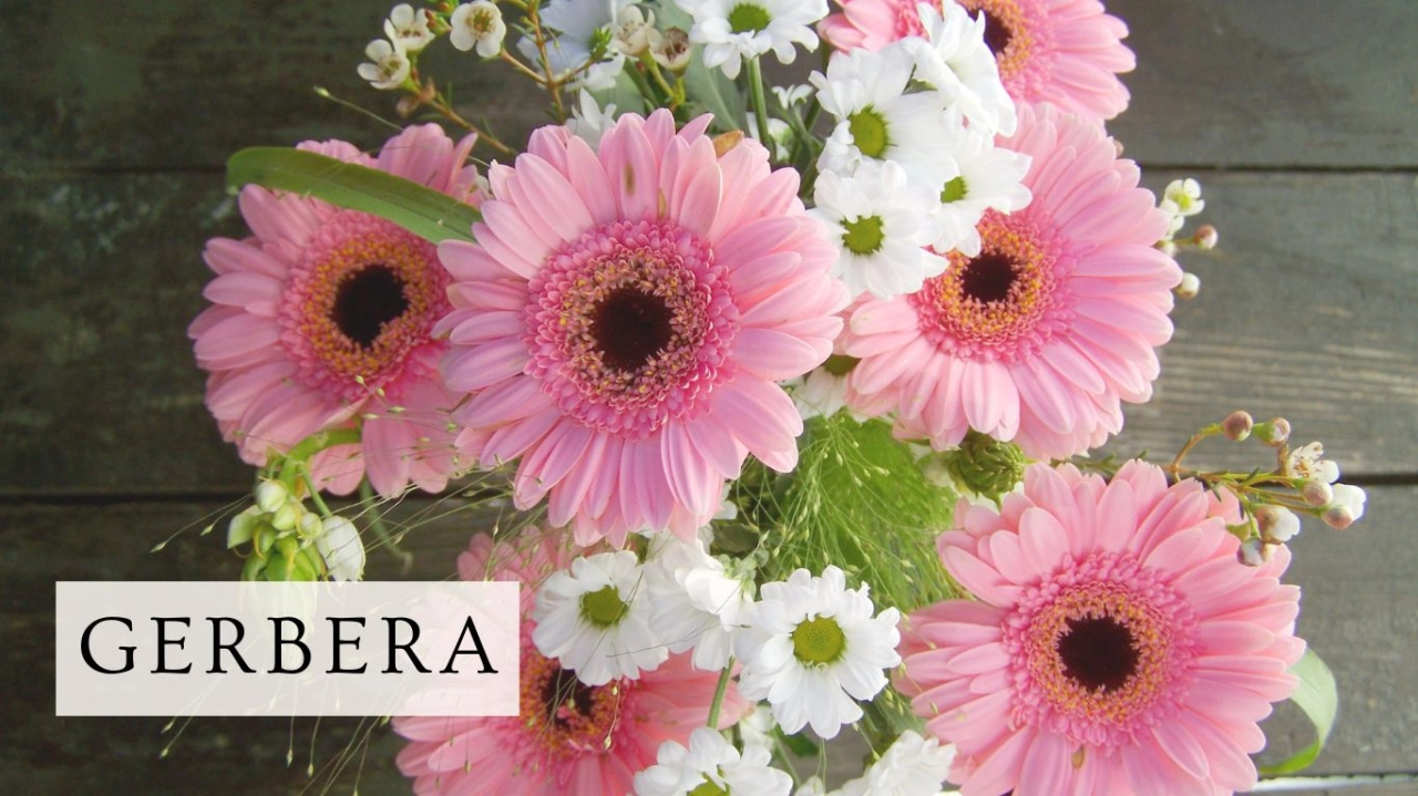 Regalar Gerbera San Valentin