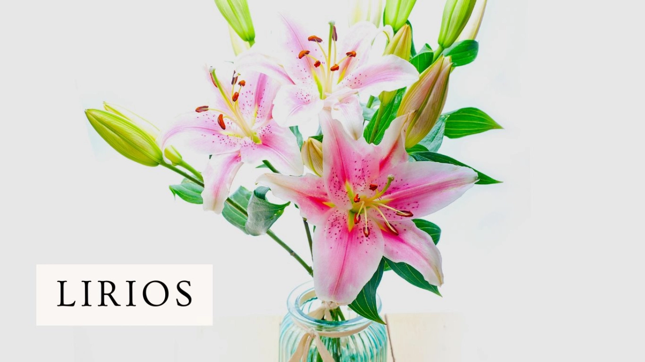 Regalar Lirios
