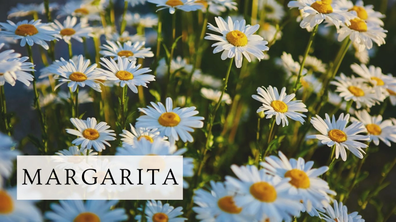 Regalar Margaritas Por San Valentin