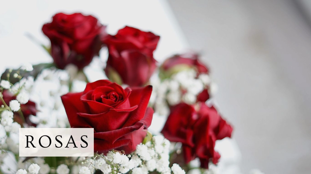 Regalar Rosas Por San Valentin