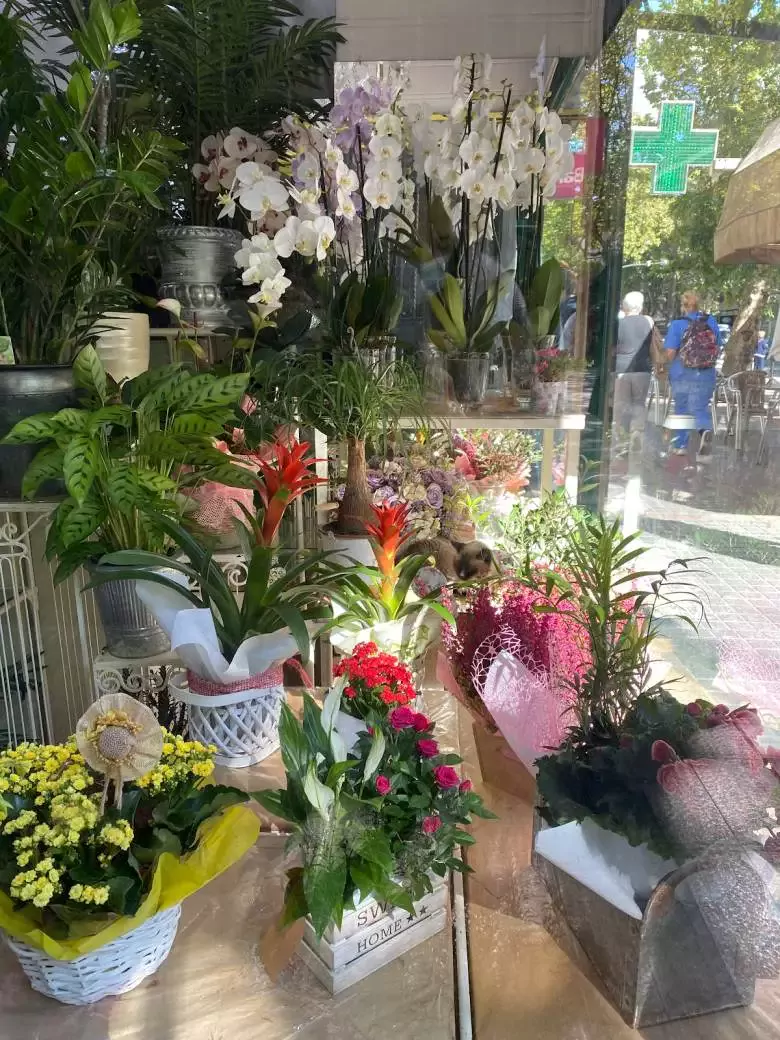 Floristería Mónica - Av. del Gran Capitán