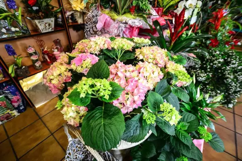 Floristería y Plantas Carmen - Av. del Estadio