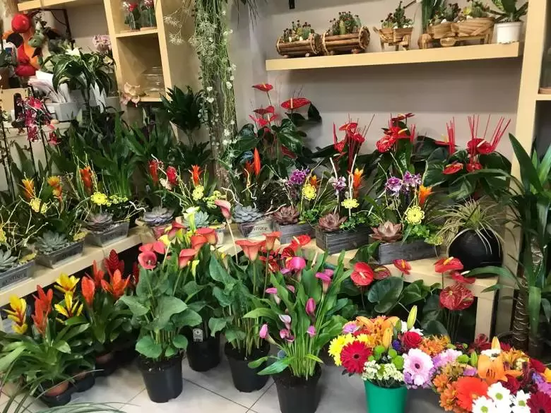 Mati, Plantes i Flors - Av. de Martí Pujol