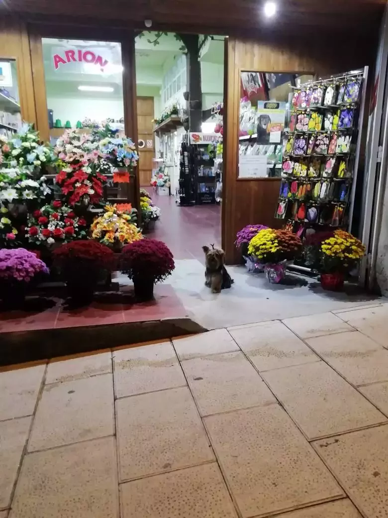 El Reino de Los Animales - Av. de Magoi