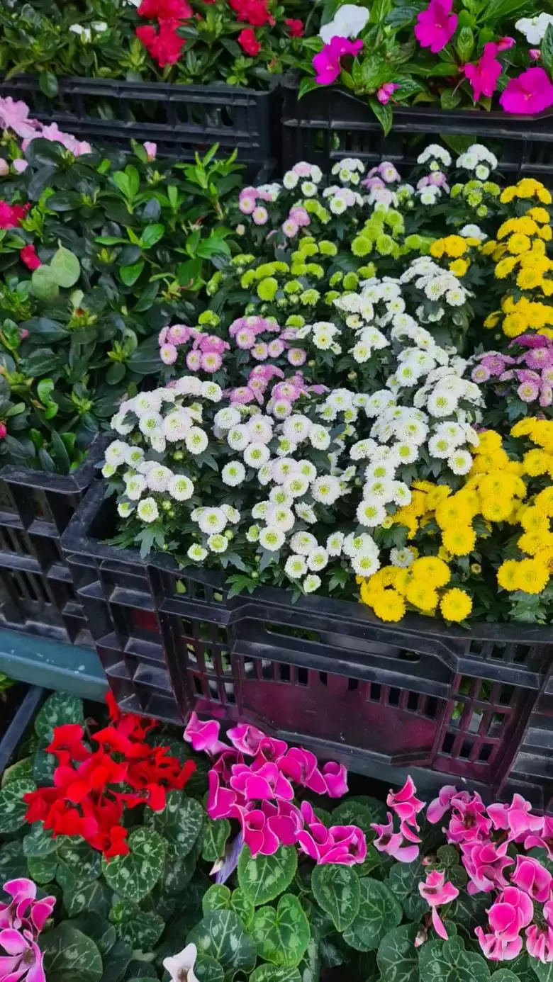 Floristas Carmiña - Mercado de Abastos de Santiago de Compostela