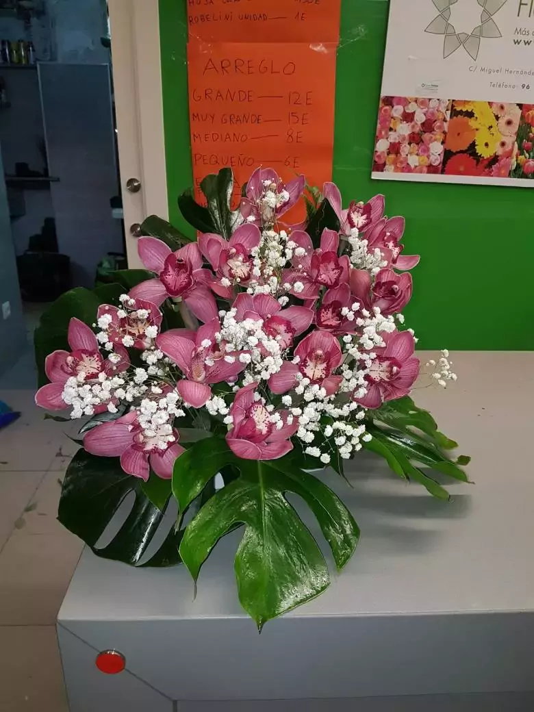 Flores Comos - C. Miguel Hernández