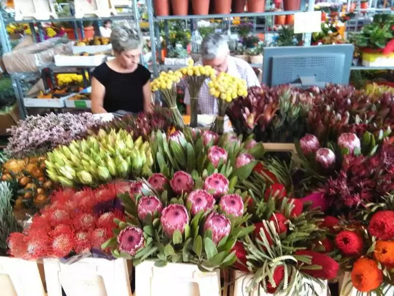 XIBERTA FLORS I PLANTES - BENIAMINO FARINA