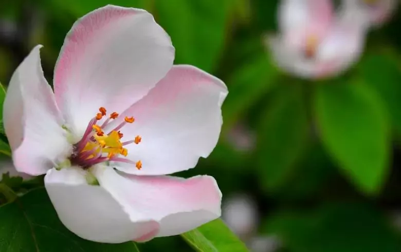 ZU LOREDENDA FLORISTERIA - Altzate Karrika