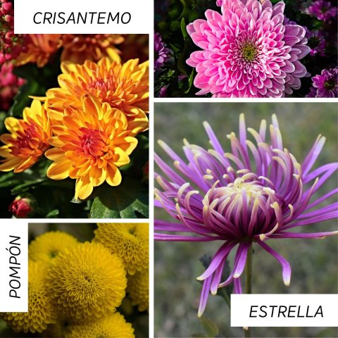 Crisantemo estrella, Crisantemo pompón, Crisantemo simple, flores en septiembre.