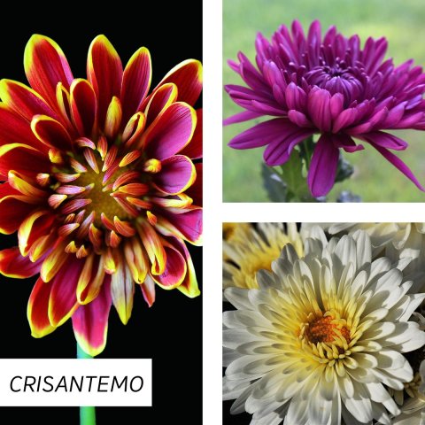 Crisantemos en Septiembre. Plantas vivaces de flor tardía de Septiembre y Otoño.